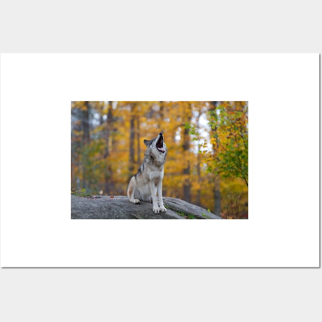 Timber Wolf Wall Art by Jim Cumming